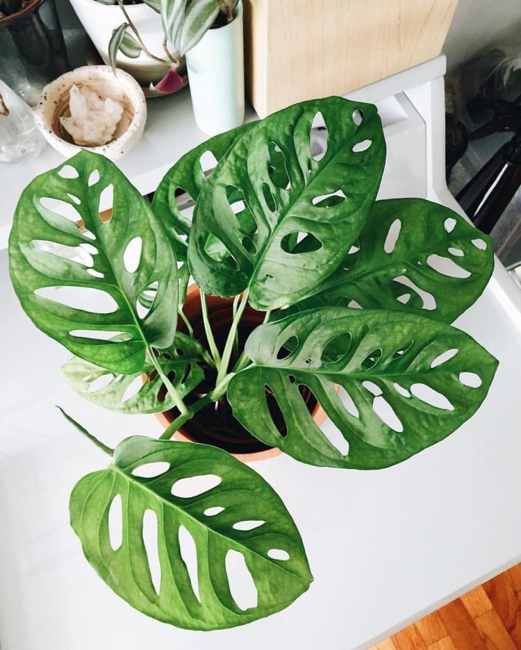 Monstera - photo