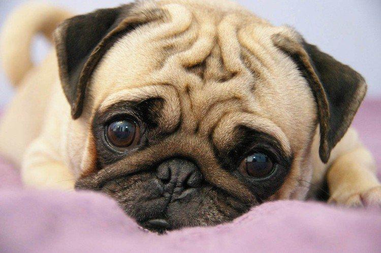 Conditions de détention - Soins aux carlins