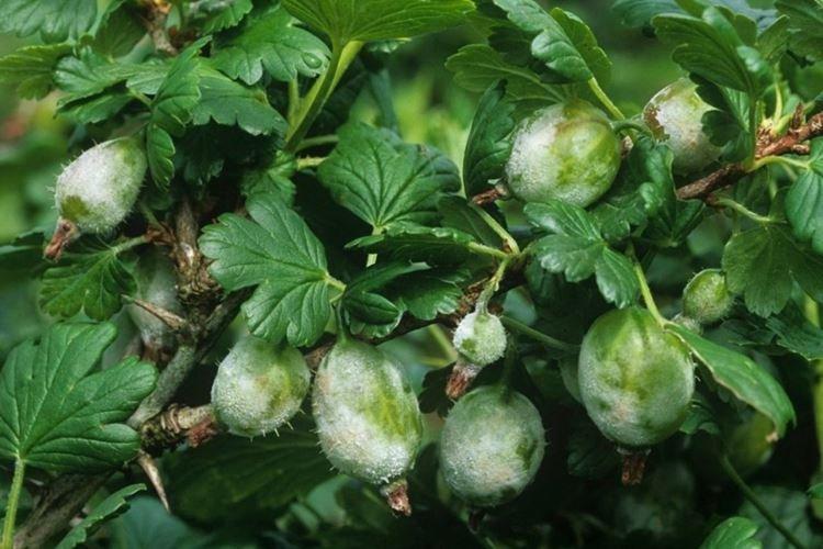 Qu'est-ce que c'est - Oïdium sur les groseilles à maquereau