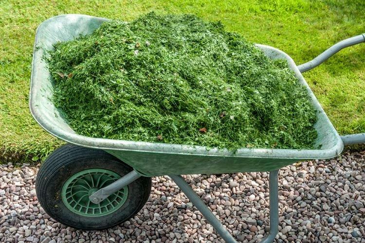 Siderata - Remèdes populaires contre l'oïdium sur les groseilles à maquereau