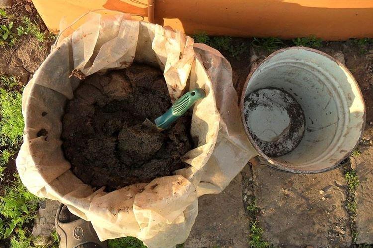 Molène - Remèdes populaires contre l'oïdium sur les groseilles à maquereau