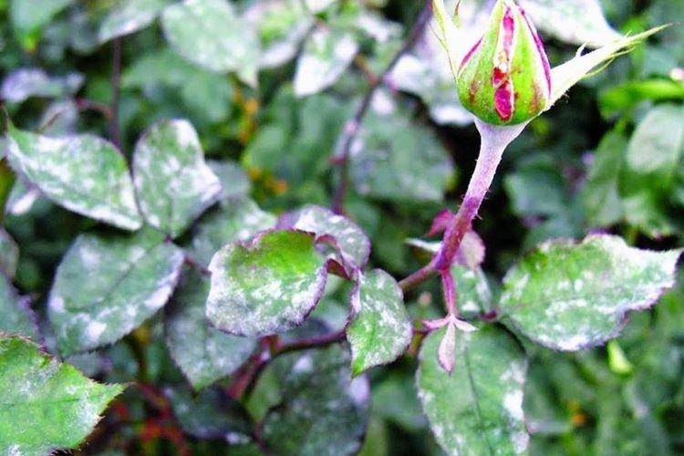 Comment reconnaître une maladie - Oïdium sur les roses