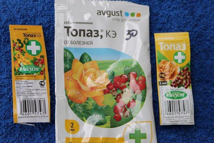 Topaze - Traitement d'une rose de l'oïdium