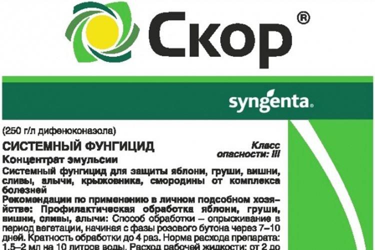 Skor - Traitement d'une rose de l'oïdium