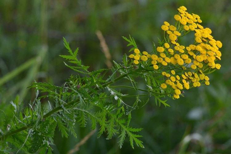 Tansy - Remèdes populaires contre l'oïdium sur les roses
