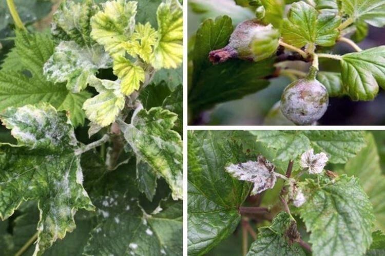 Comment reconnaître une maladie - Oïdium sur les groseilles