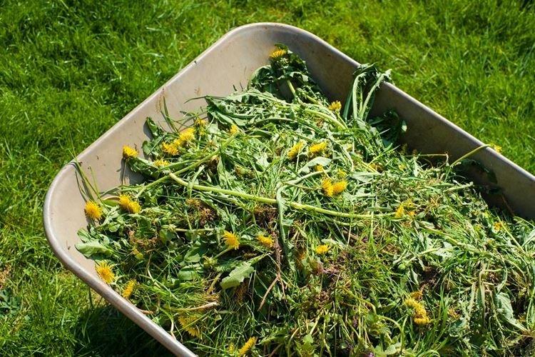 Siderata - Remèdes populaires contre l'oïdium sur les groseilles