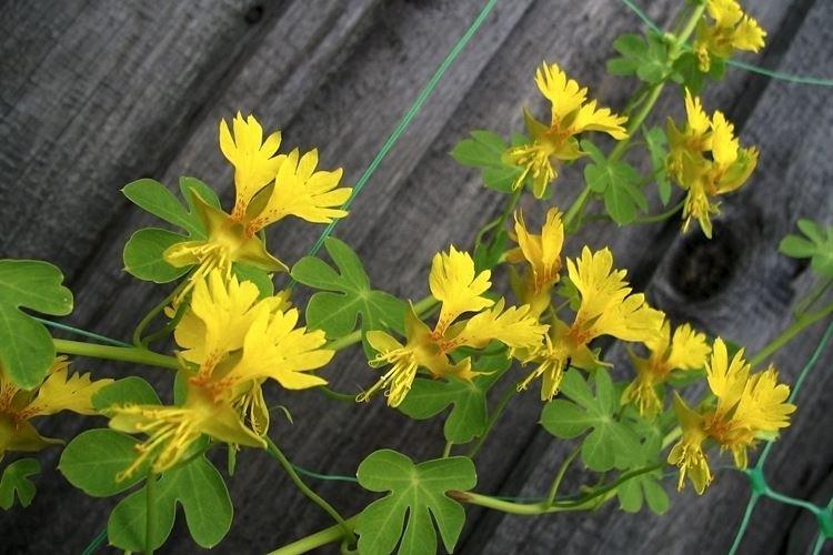 Capucine étrangère