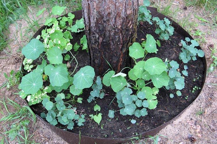 Engrais et alimentation - Soins capucines