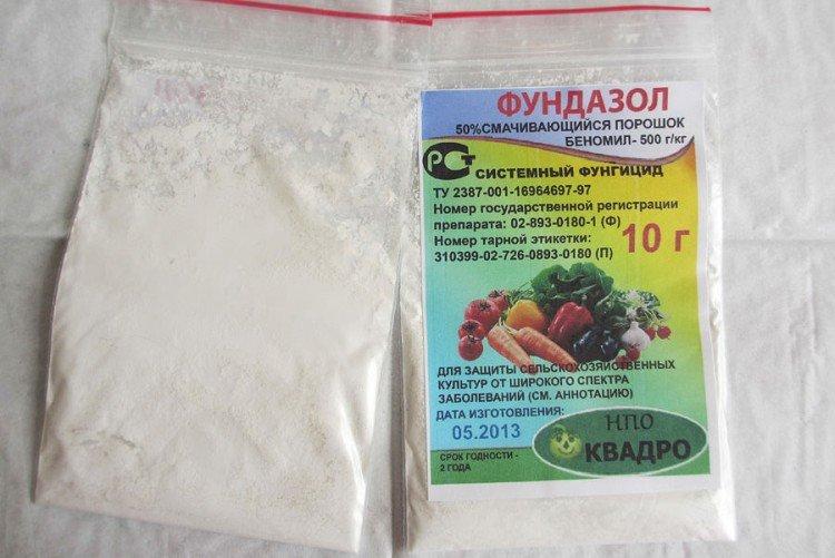 Traitement des groseilles avec un fond de teint pour l'oïdium