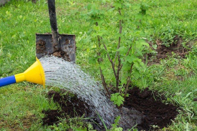 Traitement des groseilles à l'eau bouillante des tiques