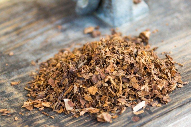 Traitement des groseilles avec une infusion de tabac à partir de papillons