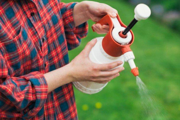 Comment traiter correctement les groseilles au printemps contre les maladies et les ravageurs