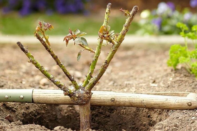 Taille rajeunissante des roses