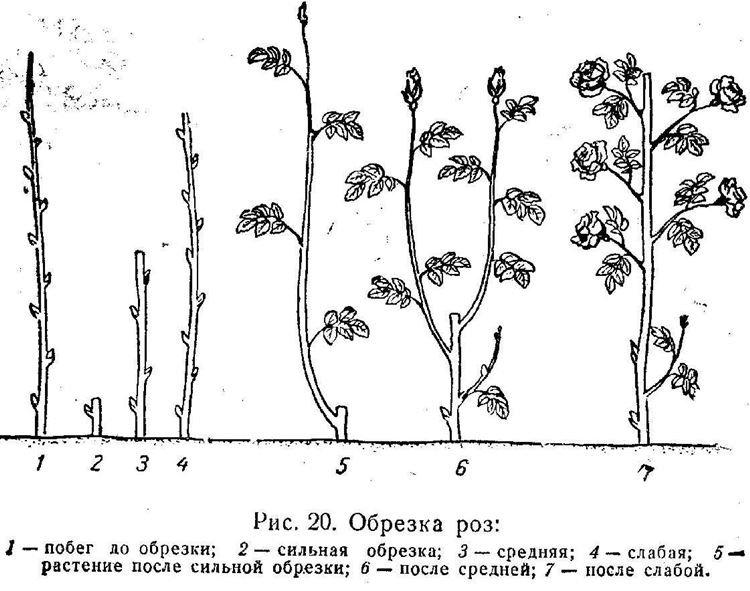 Taille de printemps des roses - par où commencer