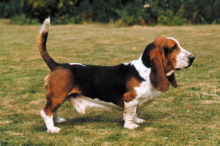 Basset Hound - races de chiens de chasse