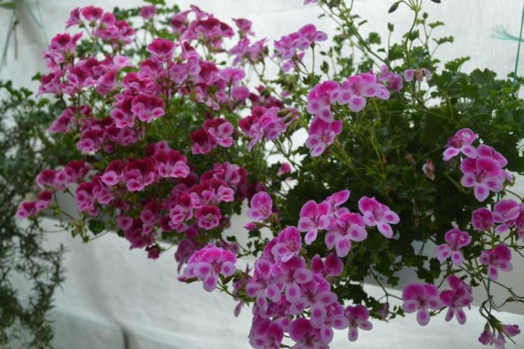 Anges - Types de Pélargonium (Géranium)