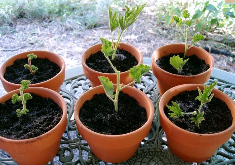 Température - Soins pélargonium (géranium)