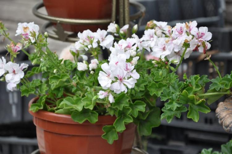 Pélargonium (géranium) - photo