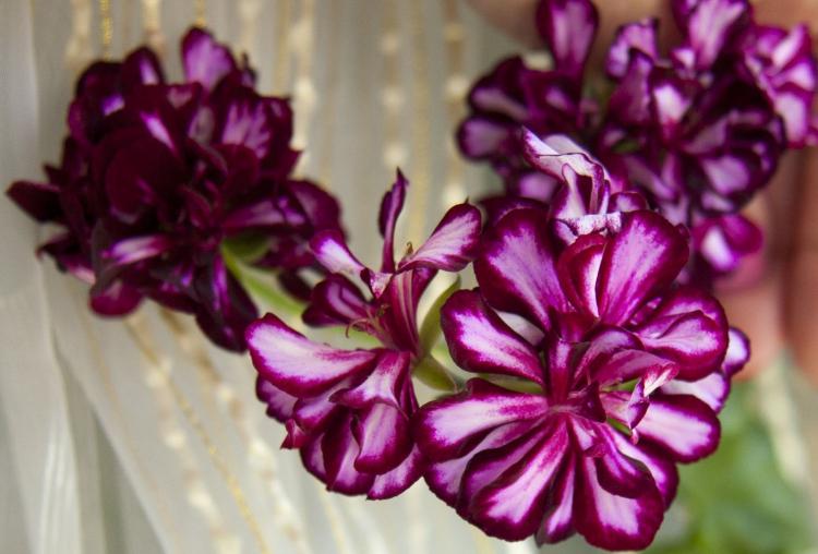 Pélargonium (géranium) - photo