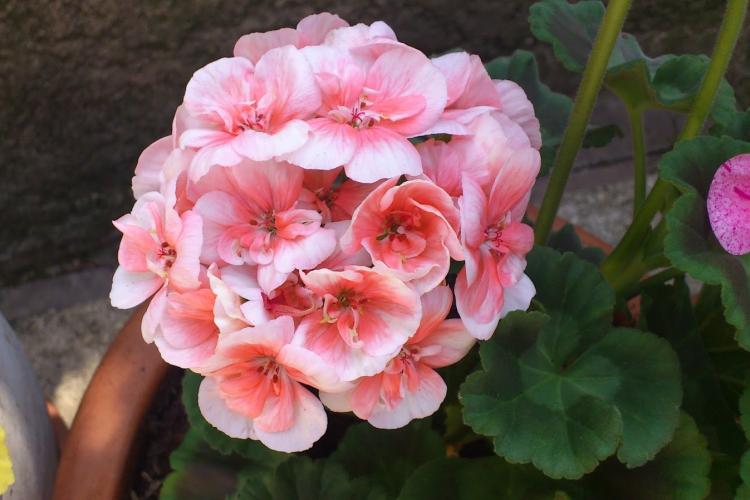 Pélargonium (géranium) - photo