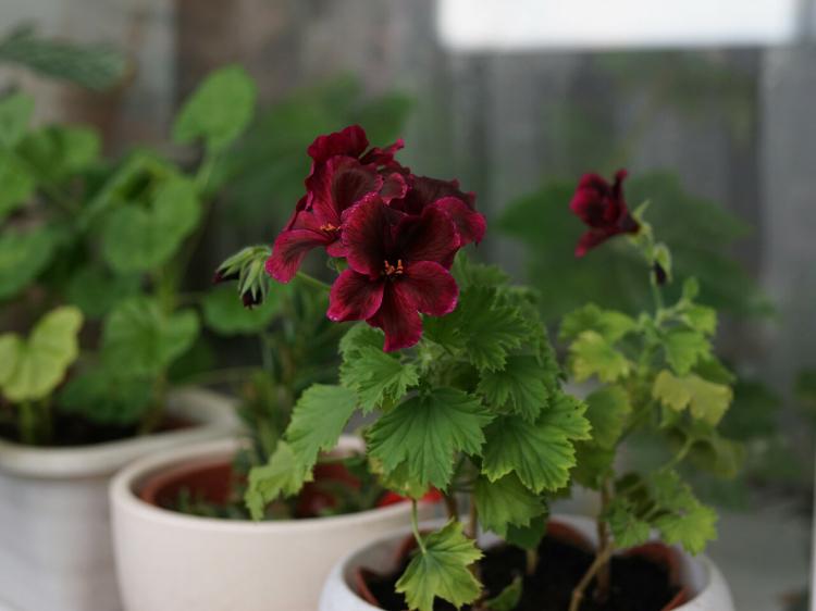 Pélargonium (géranium) - photo