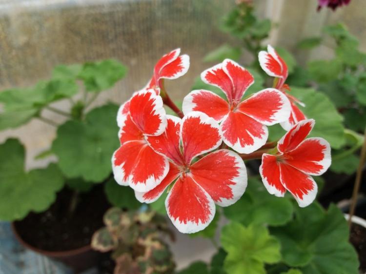 Pélargonium (géranium) - photo