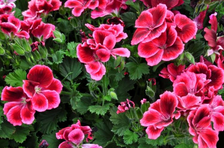 Pélargonium (géranium) - photo