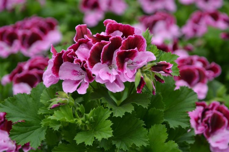 Pélargonium (géranium) - photo