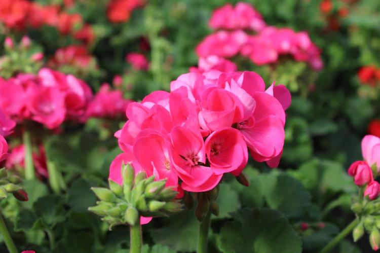 Pélargonium (géranium) - photo