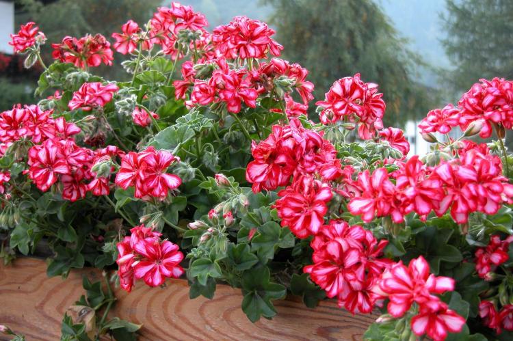 Pélargonium (géranium) - photo