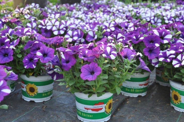 Informations générales - Pétunia