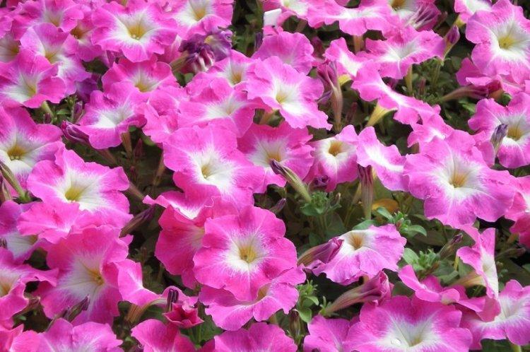 Pétunia Sonya - Types de pétunias