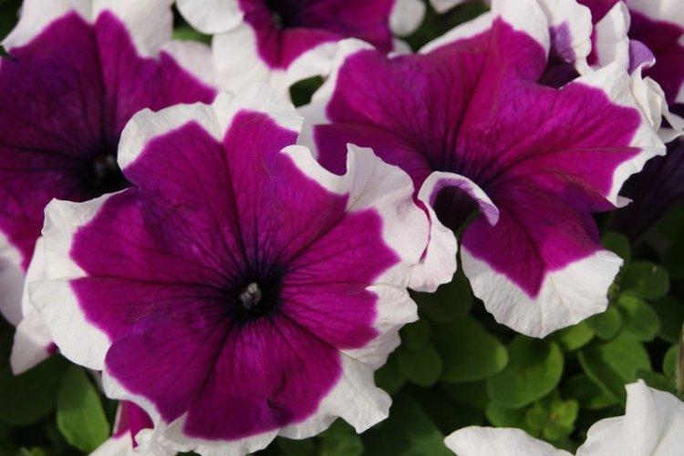 Pétunia Pikoti - Espèces de pétunia