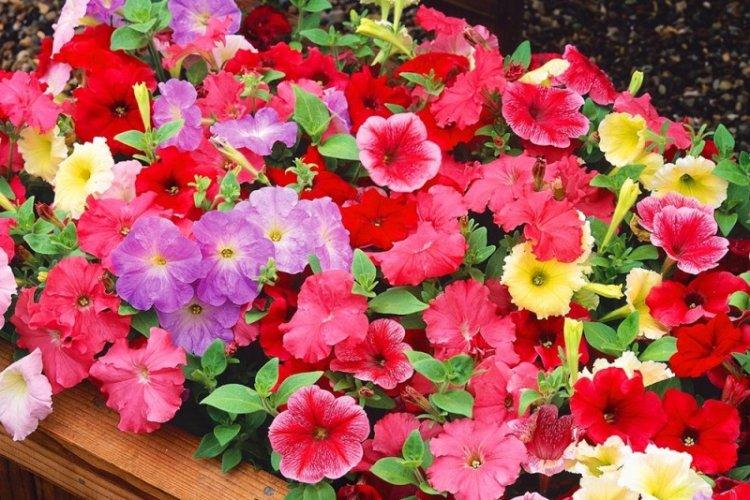 Petunia Celebrity - Espèces de pétunia