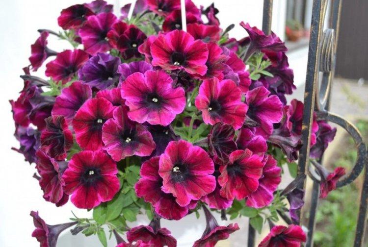 Pétunia Surfinia - Types de pétunias