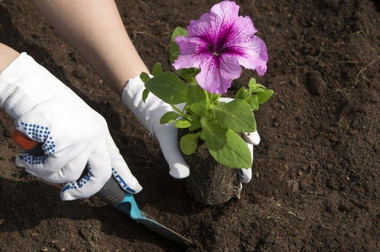 Transplantation et reproduction - Petunia Care