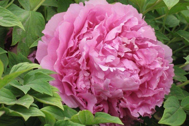 Pivoines Terry - Types de pivoines