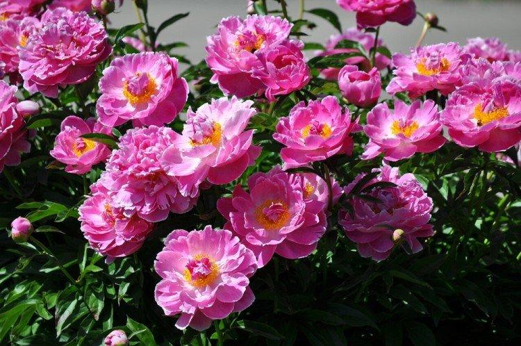 Pivoines semi-doubles - Types de pivoines