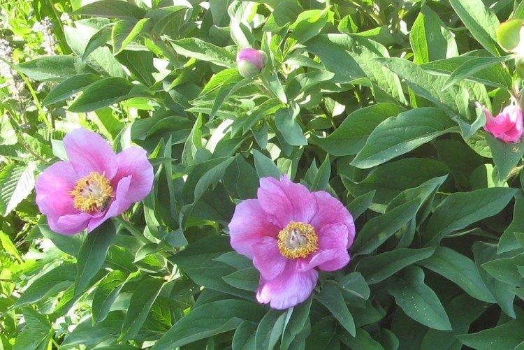 Pivoines non doubles - Types de pivoines