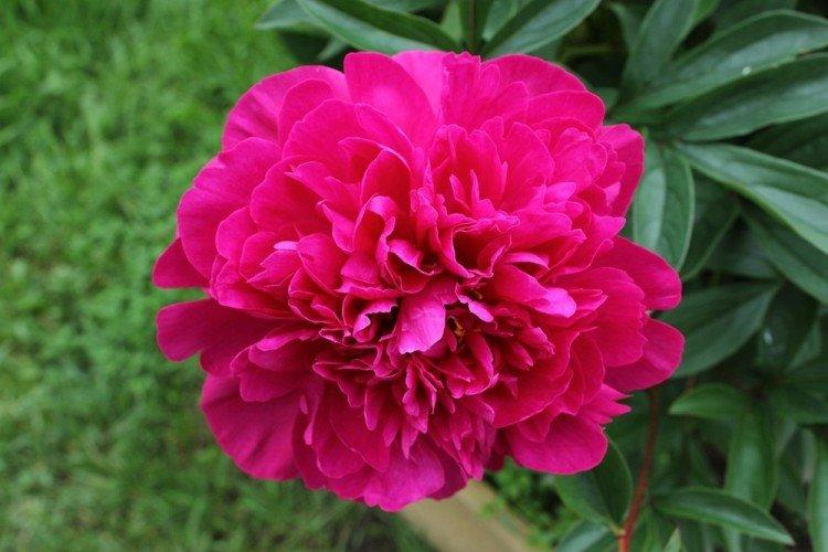 Pivoines roses - Types de pivoines