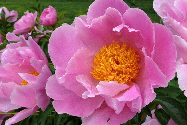 Pivoines japonaises - Types de pivoines