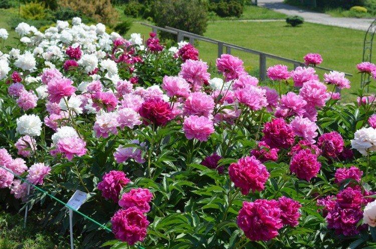 Transplantation et reproduction - Soins de pivoine