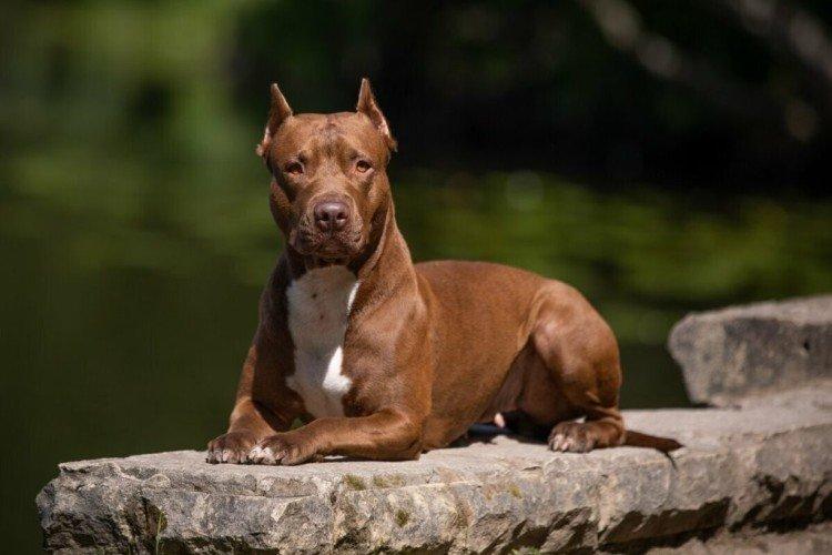 Caractéristiques et tempérament - La nature du pit-bull