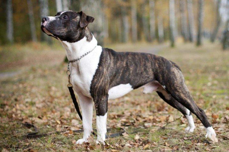 Attitude envers les enfants - La nature du pit-bull