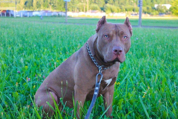 Éducation et formation - Pit Bull Care