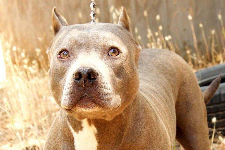 Comment nourrir un pit-bull
