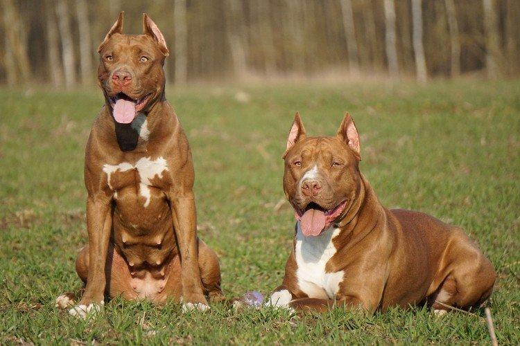 Combien coûte un American Pit Bull Terrier