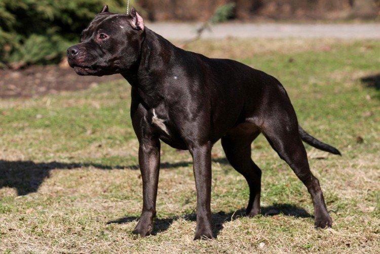 Pitbull (Pit Bull Terrier américain) - photo