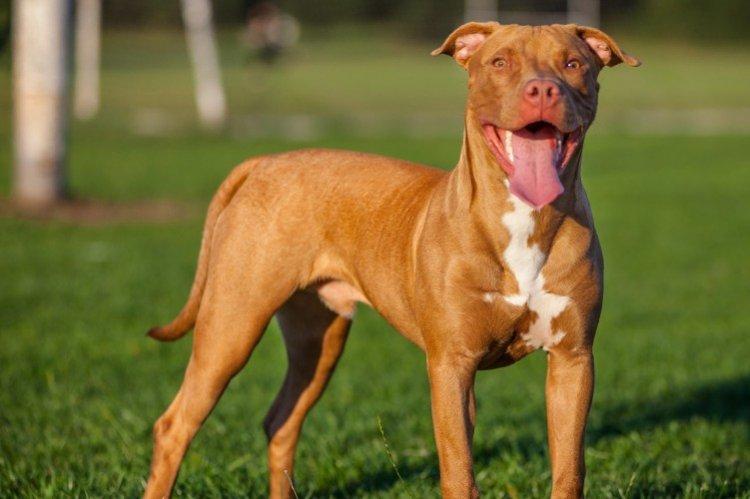 Pitbull (Pit Bull Terrier américain) - photo